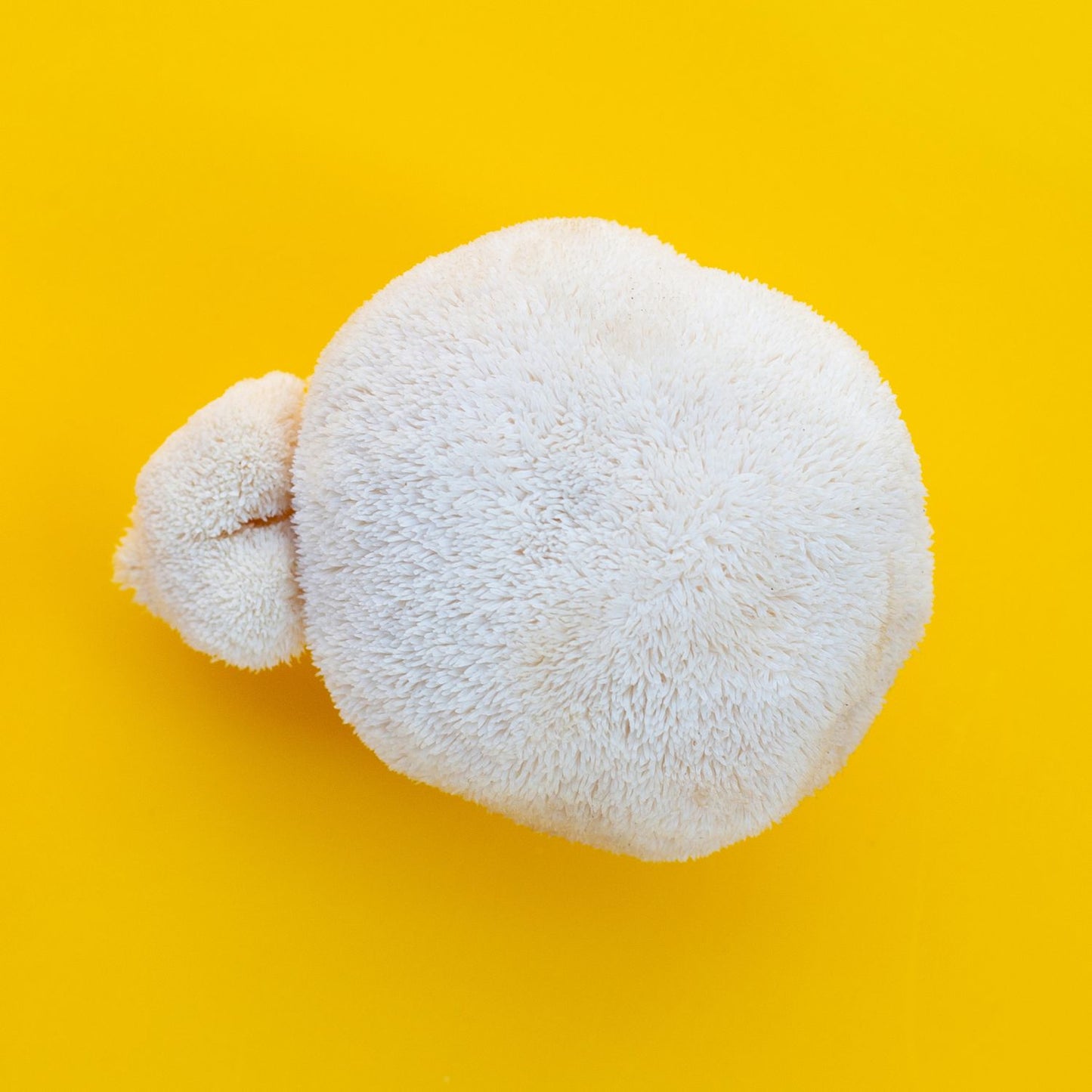 Lion's Mane – Large pieces (premium selection)