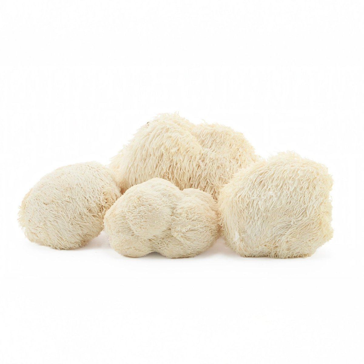 Melena de León (Hericium erinaceus) - Bolets Del Montseny