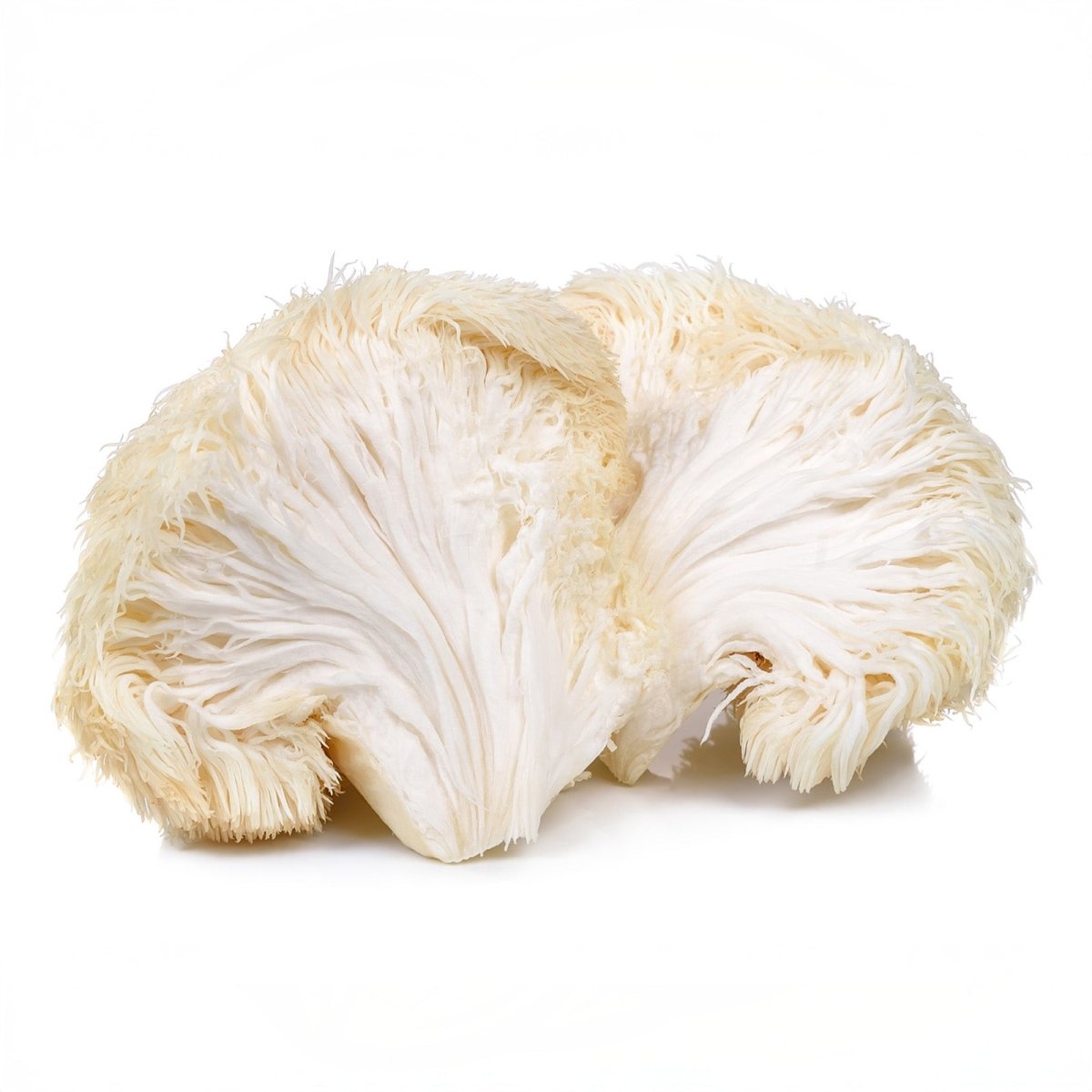 Melena de León (Hericium erinaceus) - Bolets Del Montseny