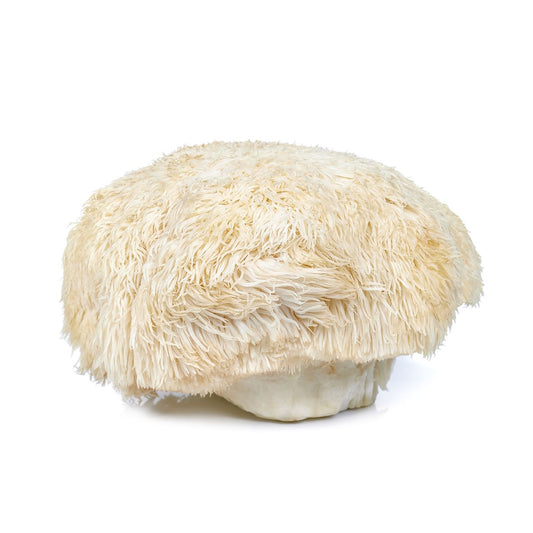 Lion's Mane – Large pieces (premium selection)