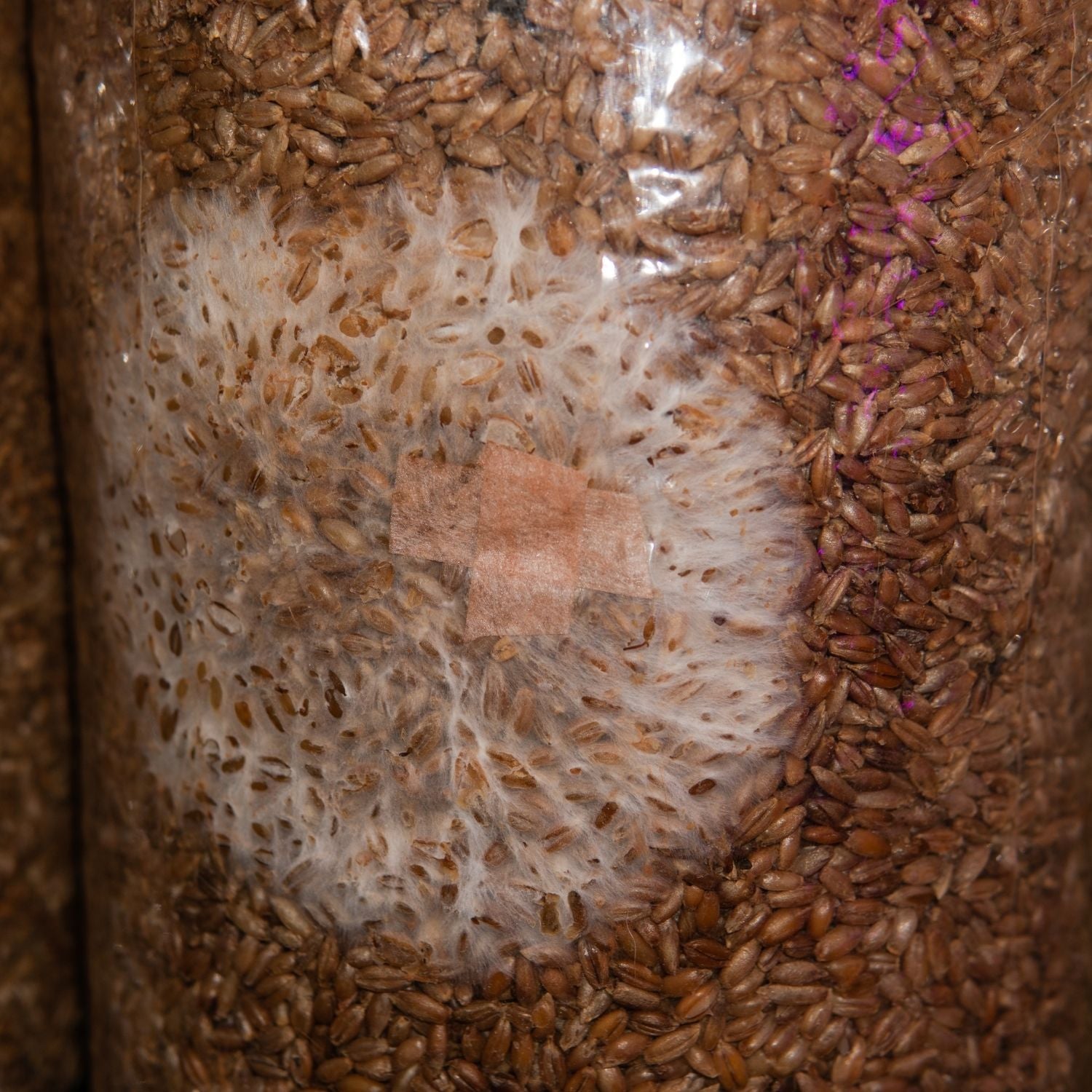 Kit de cultivo de Melena de León (paquete de 3)