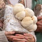 Kit de cultivo de Melena de León (paquete de 3)