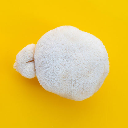 Lion's Mane – Large pieces (premium selection)