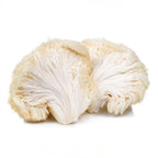 Melena de León (Hericium erinaceus) - Bolets Del Montseny