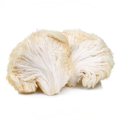Melena de León (Hericium erinaceus) - Bolets Del Montseny