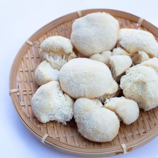 Melena de León (Hericium erinaceus) - Bolets Del Montseny